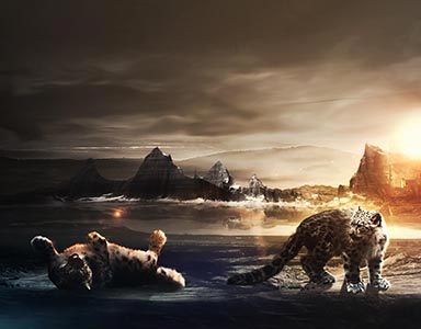 portfolio image template