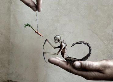 Portfolio picture template